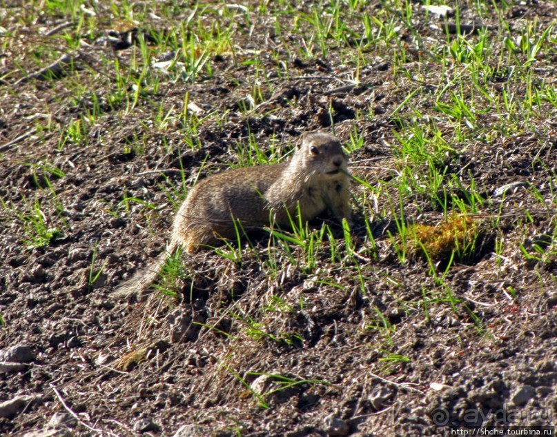 Йеллоустоун - первый день, первые знакомства с животными