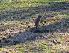 Йеллоустоун - первый день, первые знакомства с животными