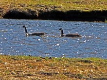 Йеллоустоун - первый день, первые знакомства с животными