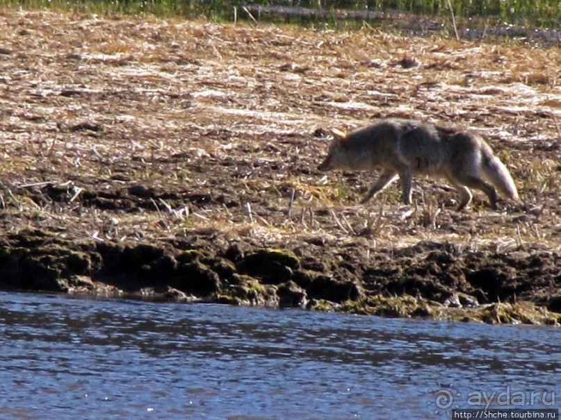 Йеллоустоун - первый день, первые знакомства с животными