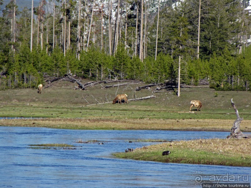 Йеллоустоун - первый день, первые знакомства с животными