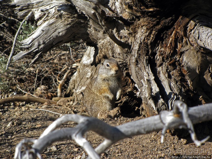 Йеллоустоун - первый день, первые знакомства с животными