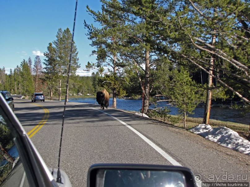 Йеллоустоун - первый день, первые знакомства с животными