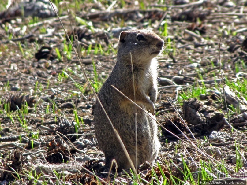 Йеллоустоун - первый день, первые знакомства с животными