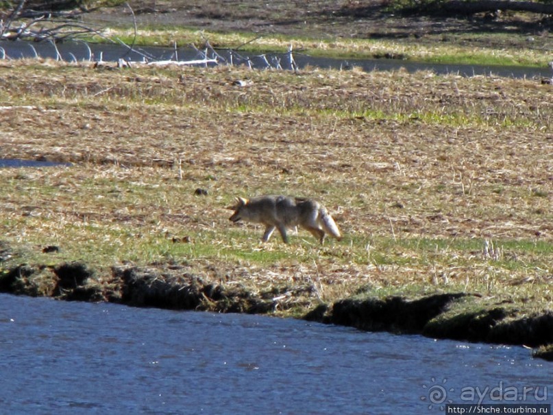 Йеллоустоун - первый день, первые знакомства с животными