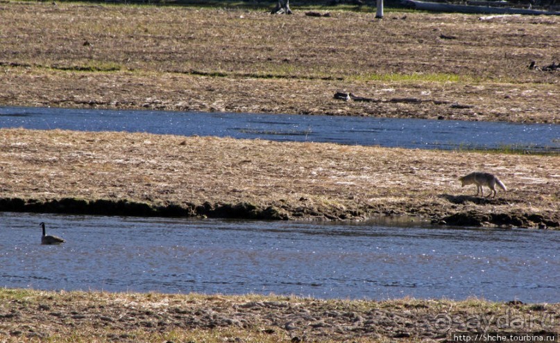Йеллоустоун - первый день, первые знакомства с животными