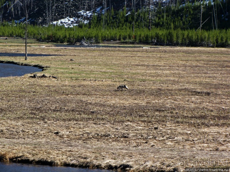 Йеллоустоун - первый день, первые знакомства с животными