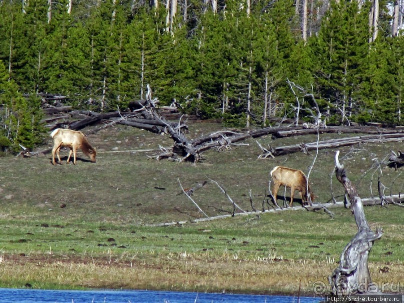 Йеллоустоун - первый день, первые знакомства с животными
