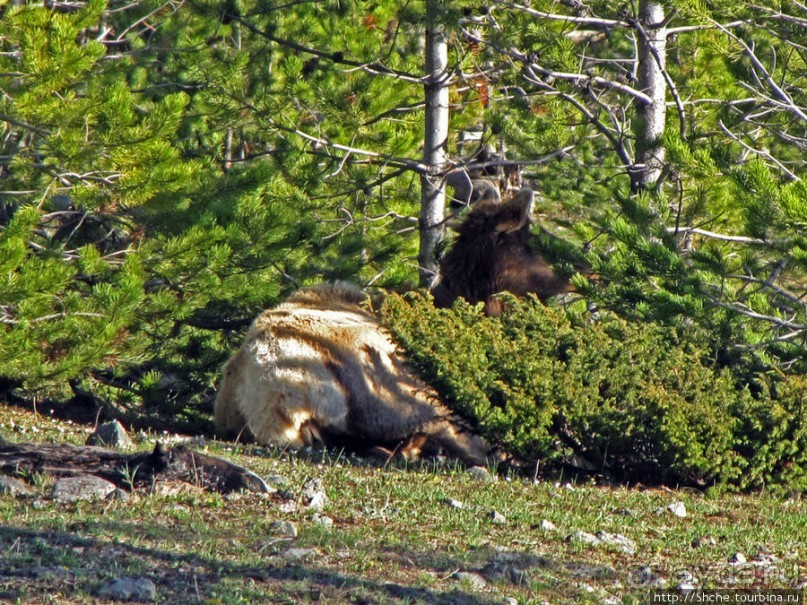 Йеллоустоун - первый день, первые знакомства с животными