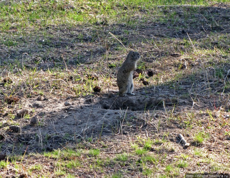 Йеллоустоун - первый день, первые знакомства с животными