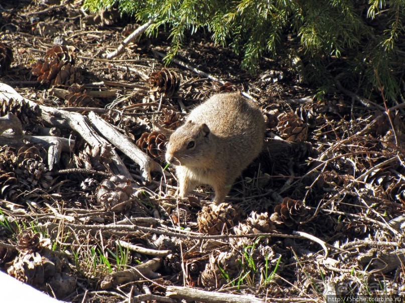 Йеллоустоун - первый день, первые знакомства с животными