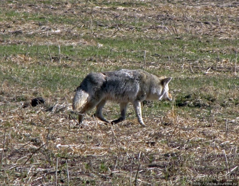 Йеллоустоун - первый день, первые знакомства с животными