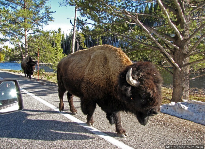 Йеллоустоун - первый день, первые знакомства с животными