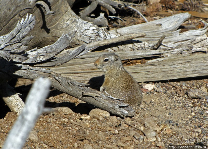 Йеллоустоун - первый день, первые знакомства с животными