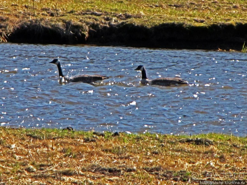 Йеллоустоун - первый день, первые знакомства с животными