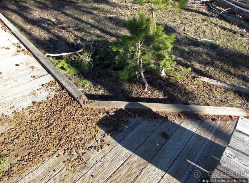 Йеллоустоун - первый день, первые знакомства с животными