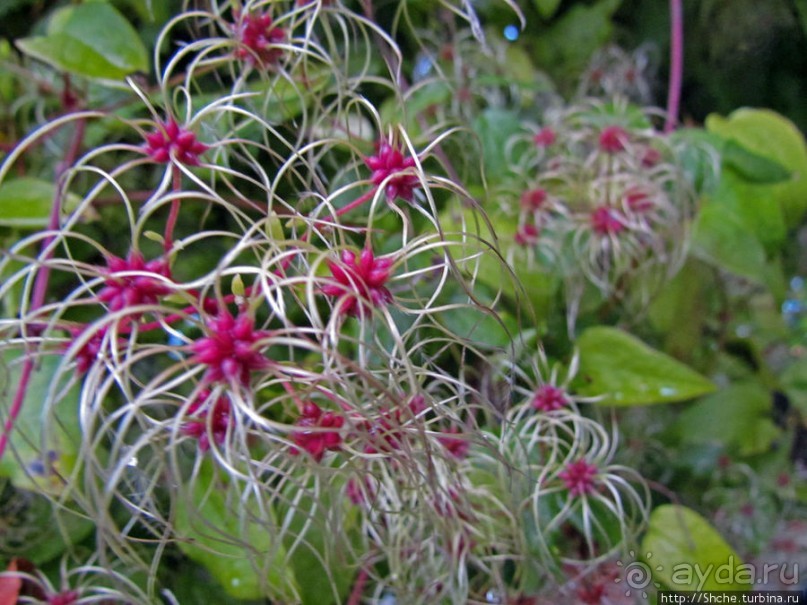 Замок-крепость-музей Мальме Malmohus slot и одноименный парк