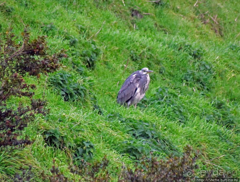 Замок-крепость-музей Мальме Malmohus slot и одноименный парк