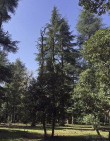 Марокко — родина обезьян-маготов