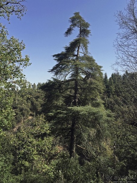 Марокко — родина обезьян-маготов