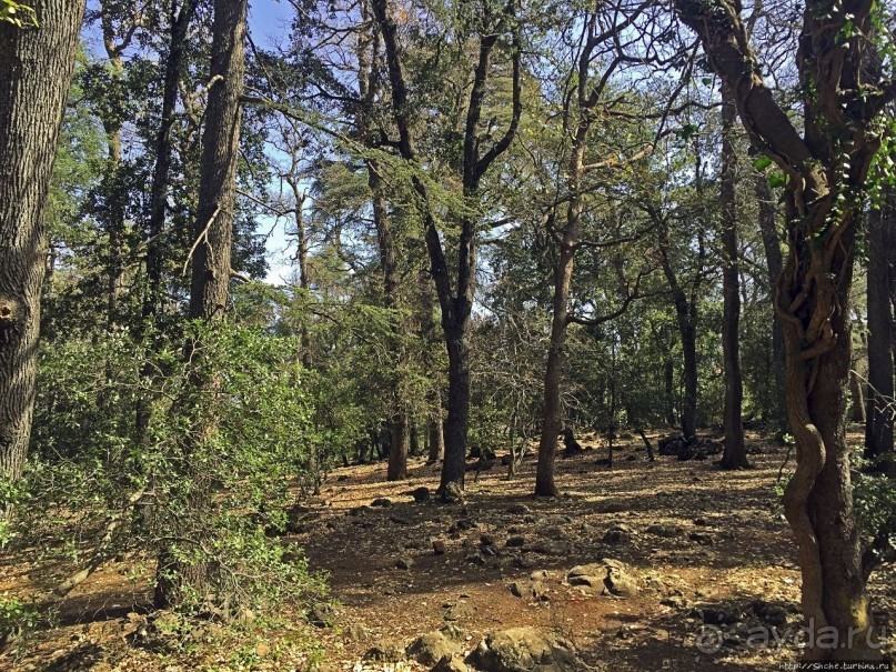 Марокко — родина обезьян-маготов