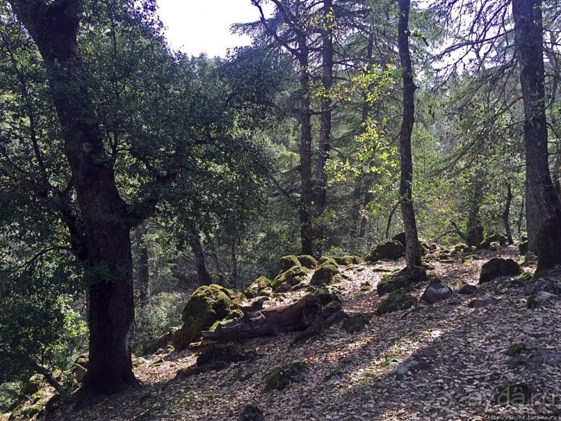 Марокко — родина обезьян-маготов