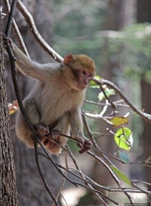Марокко — родина обезьян-маготов