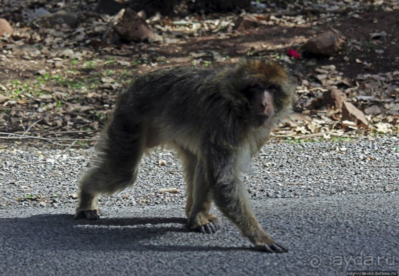 Марокко — родина обезьян-маготов