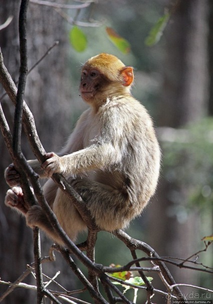 Марокко — родина обезьян-маготов