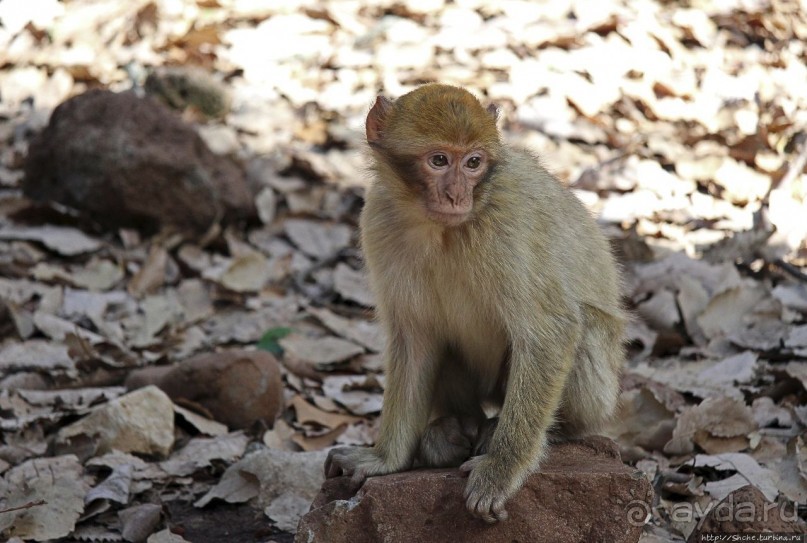 Марокко — родина обезьян-маготов