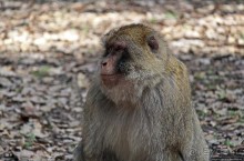 Марокко — родина обезьян-маготов