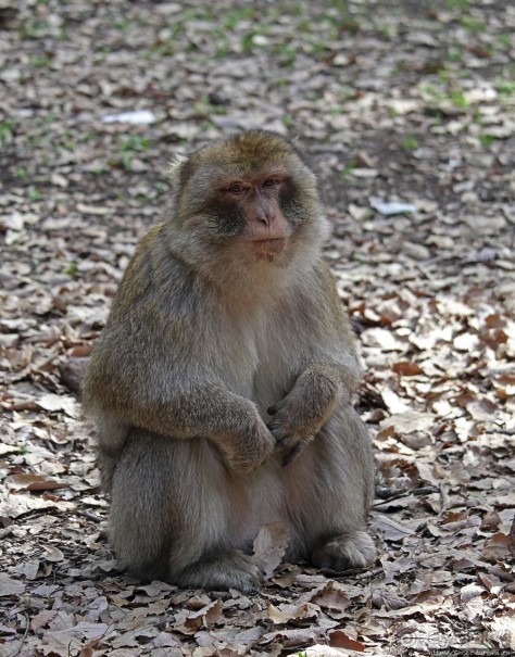 Марокко — родина обезьян-маготов