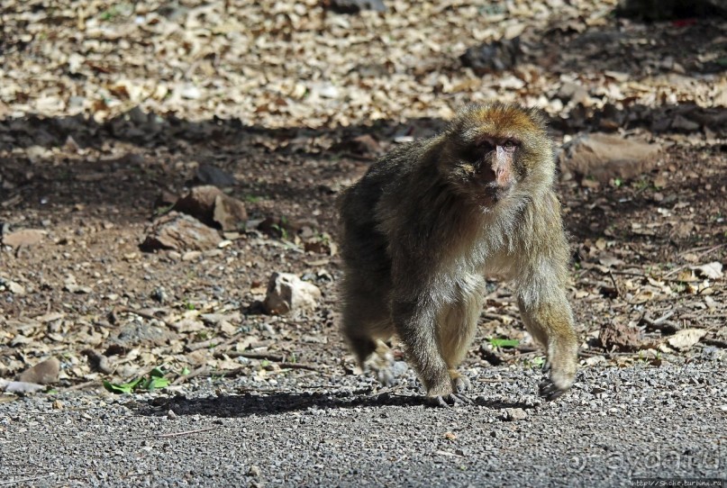 Марокко — родина обезьян-маготов