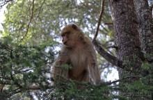 Марокко — родина обезьян-маготов