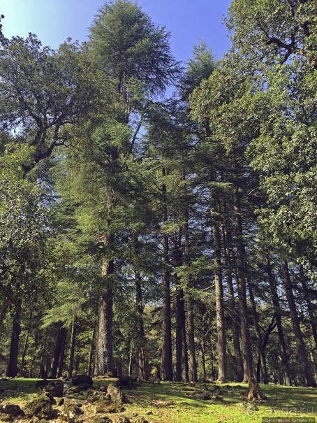 Марокко — родина обезьян-маготов