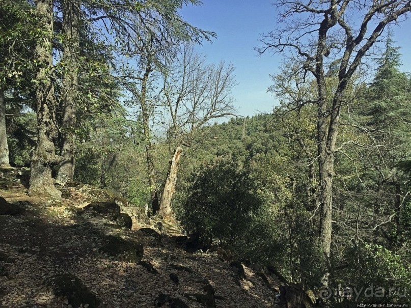 Марокко — родина обезьян-маготов