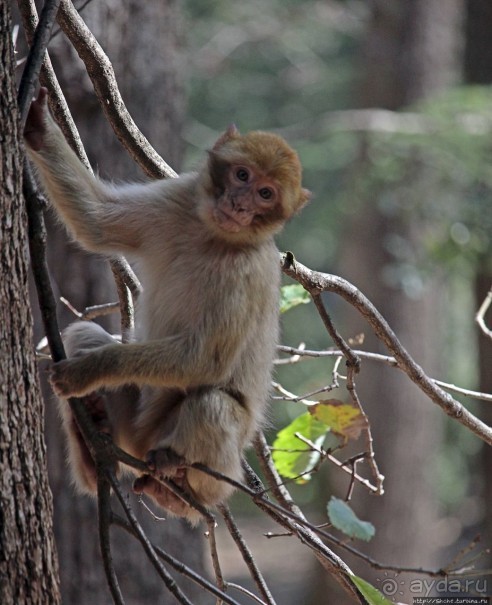 Марокко — родина обезьян-маготов