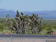 Долина Смерти. Путь из Вегаса — горы и деревья Джошуа