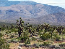 Долина Смерти. Путь из Вегаса — горы и деревья Джошуа