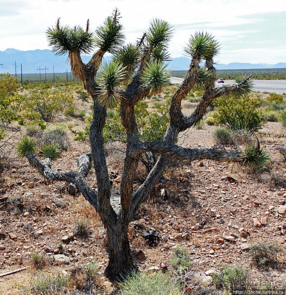 Долина Смерти. Путь из Вегаса — горы и деревья Джошуа