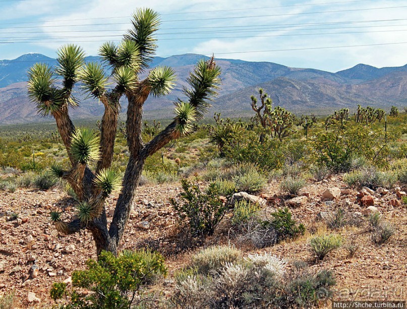 Долина Смерти. Путь из Вегаса — горы и деревья Джошуа