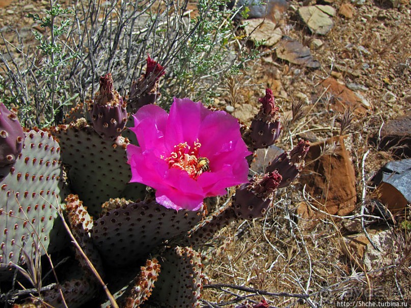 Долина Смерти. Путь из Вегаса — горы и деревья Джошуа