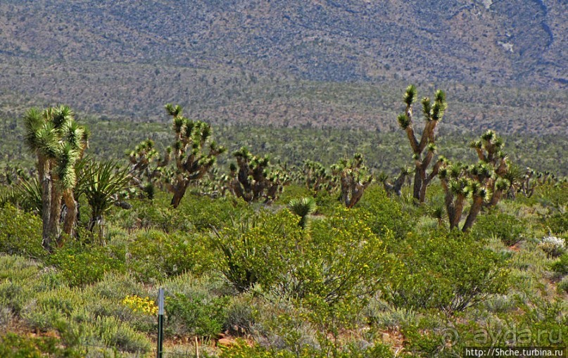 Долина Смерти. Путь из Вегаса — горы и деревья Джошуа