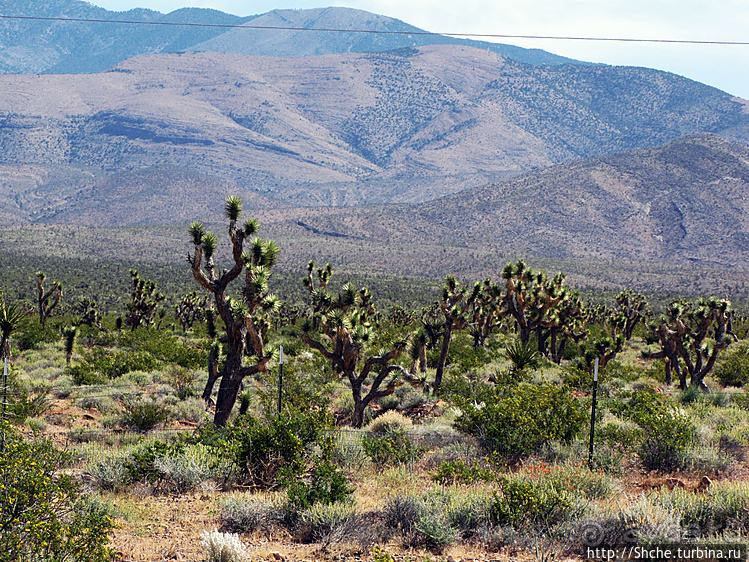 Долина Смерти. Путь из Вегаса — горы и деревья Джошуа