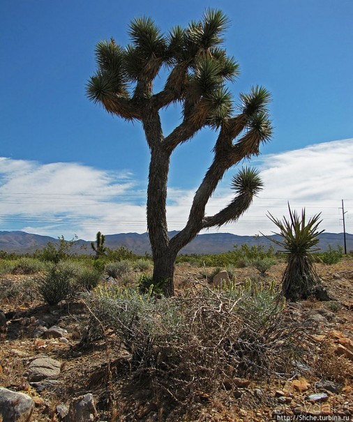 Долина Смерти. Путь из Вегаса — горы и деревья Джошуа