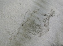 Следы на песчаном пляже Нуси-Бе