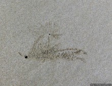 Следы на песчаном пляже Нуси-Бе