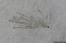 Следы на песчаном пляже Нуси-Бе