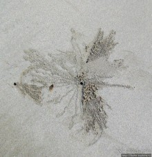 Следы на песчаном пляже Нуси-Бе