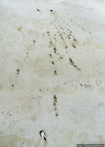 Следы на песчаном пляже Нуси-Бе